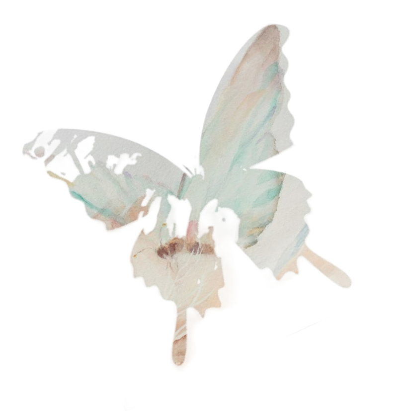 Mariposa - Transformación